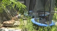 Overgrown yard with a trampoline and stacks of bricks.