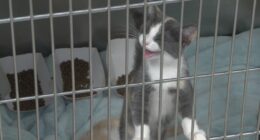 Danville animal shelter over capacity, hosting over 160 cats