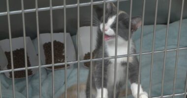Danville animal shelter over capacity, hosting over 160 cats