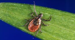 ER visits after tick bites surge in 2025 to highest since 2019
