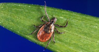 ER visits after tick bites surge in 2025 to highest since 2019