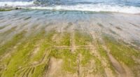 Early Hawaiian petroglyphs on a beach are visible again with changing tides and shifting sands