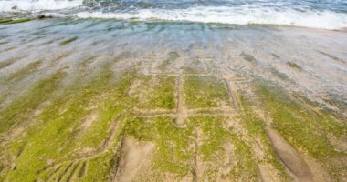 Early Hawaiian petroglyphs on a beach are visible again with changing tides and shifting sands