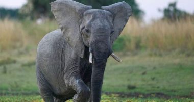 An elephant at South Luangwa National Park, Zambia.