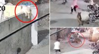 Escaped lion chases, mauls mom and two young kids: video