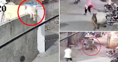 Escaped lion chases, mauls mom and two young kids: video