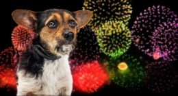 Small nervous dog afraid of loud Fourth of July fireworks display