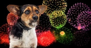 Small nervous dog afraid of loud Fourth of July fireworks display