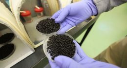 Federal government plans to air-drop sterile flies over Texas to fight flesh-eating maggots