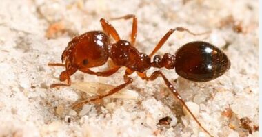 Fire ants found in Toowoomba