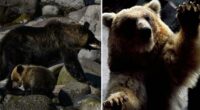 First-ever brown bear emergency issued in Japanese town