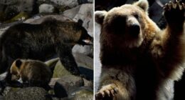 First-ever brown bear emergency issued in Japanese town