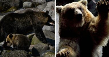 First-ever brown bear emergency issued in Japanese town