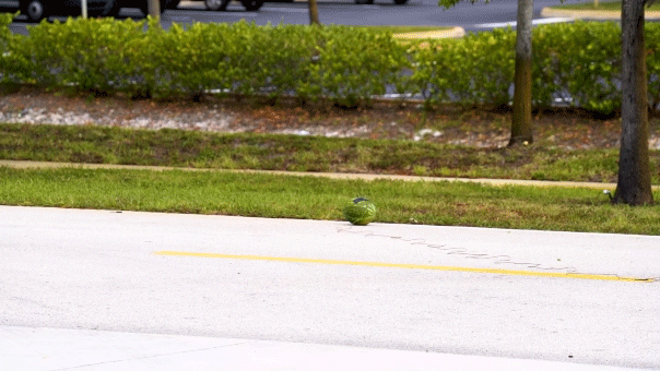 Florida bomb squad demonstrates damage fireworks can inflict using watermelon