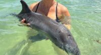 Florida lifeguards rescue beached baby dolphin