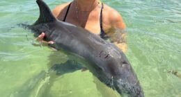 Florida lifeguards rescue beached baby dolphin