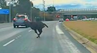 Deer sprinting across ACT highway