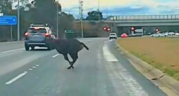 Deer sprinting across ACT highway