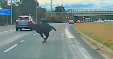 Deer sprinting across ACT highway