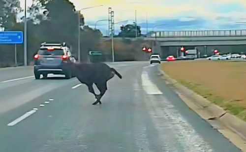 Deer sprinting across ACT highway
