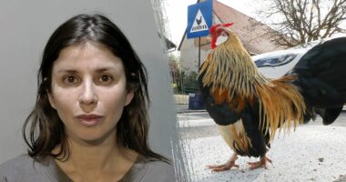 Fowl play: Florida woman charged after allegedly spraying mace at driver who struck chicken crossing the road