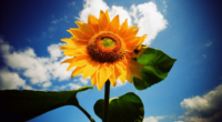 Friday Morning Minute: Keep on the Sunny Side