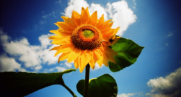 Friday Morning Minute: Keep on the Sunny Side