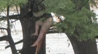 Girl clinging on for life in a tree after being swept down river