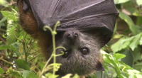 Health warning as Aussie fights for life with rabies-like disease