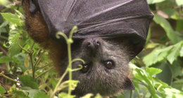 Health warning as Aussie fights for life with rabies-like disease