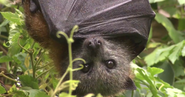 Health warning as Aussie fights for life with rabies-like disease