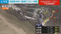 Japanese TV footage of several beached whales in Tateyama, Chiba prefecture.