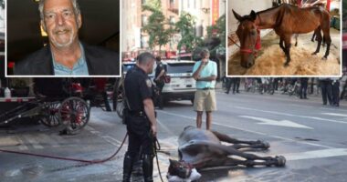 Horse carriage driver bursts into tears after jurors reach verdict in 'Ryder' abuse case