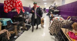 How to prepare your pets for when a hurricane makes it rain cats and dogs