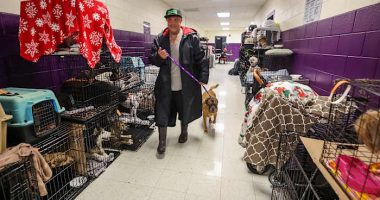 How to prepare your pets for when a hurricane makes it rain cats and dogs