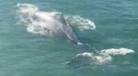 The humpback whale dazzled tourists and locals in Circular Quay this morning, ï»¿with ferries halting operations momentarily.