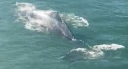 The humpback whale dazzled tourists and locals in Circular Quay this morning, ï»¿with ferries halting operations momentarily.