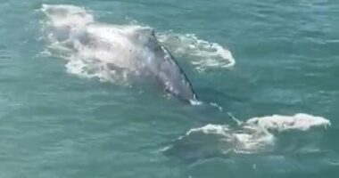 The humpback whale dazzled tourists and locals in Circular Quay this morning, ï»¿with ferries halting operations momentarily.