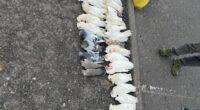 Dead birds found in Springvale, Melbourne