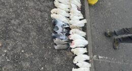 Dead birds found in Springvale, Melbourne