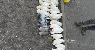 Dead birds found in Springvale, Melbourne