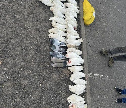 Dead birds found in Springvale, Melbourne