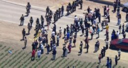 ICE protester opens fire on agents at California cannabis farm clash