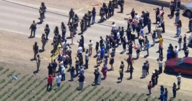 ICE protester opens fire on agents at California cannabis farm clash
