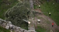 A felled tree lies across a stone wall; police officers are present.