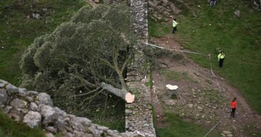 A felled tree lies across a stone wall; police officers are present.