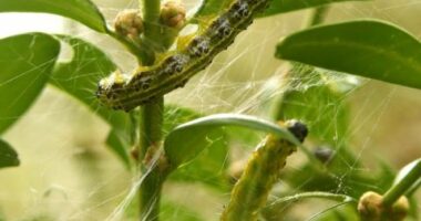 Invasive moth spreads to new state: Where else has it been detected?