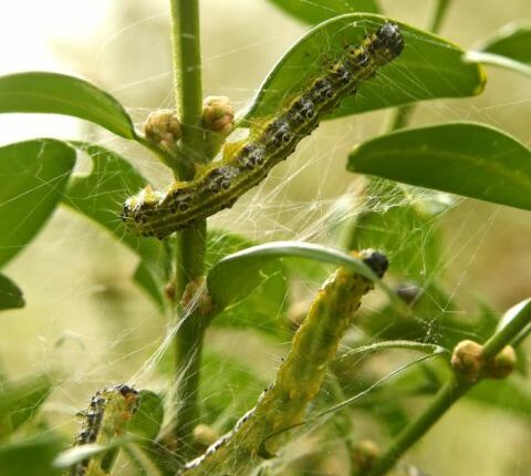 Invasive moth spreads to new state: Where else has it been detected?