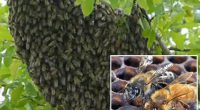 Invasive swarm of Killer bees put millions on alert after officials take precautionary action
