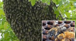 Invasive swarm of Killer bees put millions on alert after officials take precautionary action